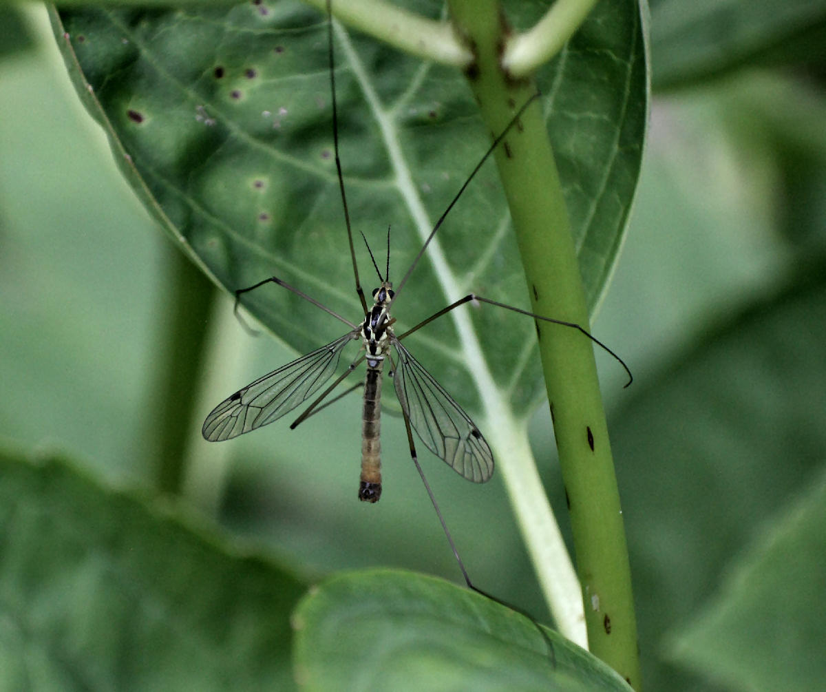 Tipula sp. ??